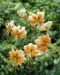 Marhanlilja Lady Alice 5 kpl