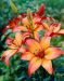 Lilja LA-hybridi Royal Sunset 10 kpl