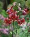 Marhanlilja Claude Shride 3 kpl