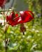 Tiikerililja Red Velvet 5 kpl