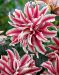 Kerrattu Oriental-lilja Magic Star 10 kpl