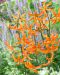 Marhanlilja Orange Marmalade 3 kpl