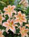 Oriental-lilja Salmon Star 10 kpl