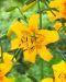 Tiikerililja Yellow Bruse 5 kpl