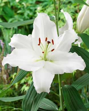 Oriental-lilja Indus 10 kpl
