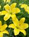 Siitepölytön värililja Yellow Cocotte 5 kpl