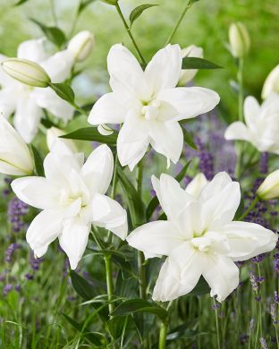 Kerrattu Oriental-lilja Lotus Pure 5 kpl