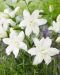 Kerrattu Oriental-lilja Lotus Pure 5 kpl
