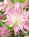 Kerrattu Oriental-lilja Lotus Elegance 5 kpl