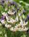 Varjolilja Albiflorum 3 kpl