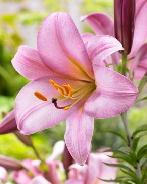 Trumpettililja Pink Planet 5 kpl