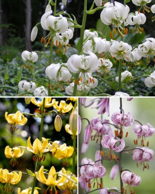 Marhanlilja mix 9 kpl