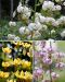 Marhanlilja mix 9 kpl