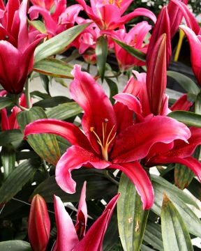 Oriental-lilja Red Flash 5 kpl