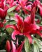 Oriental-lilja Red Flash 5 kpl