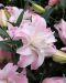 Kerrattu Oriental-lilja Lotus Queen 5 kpl