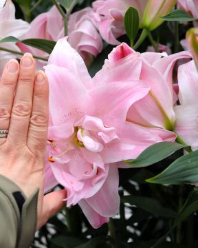 Kerrattu Oriental-lilja Lotus Queen 5 kpl
