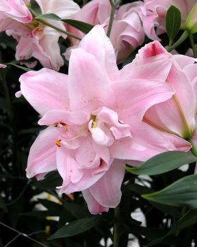 Kerrattu Oriental-lilja Lotus Queen 5 kpl
