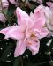 Kerrattu Oriental-lilja Lotus Queen 5 kpl