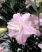 Kerrattu Oriental-lilja Lotus Queen 5 kpl