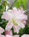 Kerrattu Oriental-lilja Lotus Queen 5 kpl