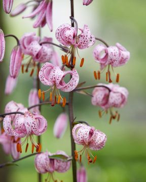 Marhanlilja mix 9 kpl