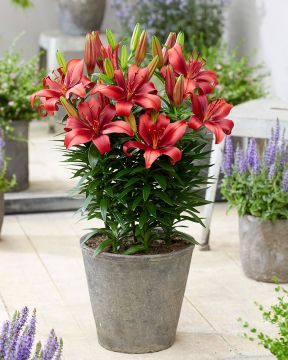 Matala värililja Salinero 10 kpl