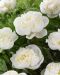 Kiinanpioni Duchesse de Nemours 3 kpl
