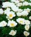 Kiinanpioni Krinkled White 3 kpl