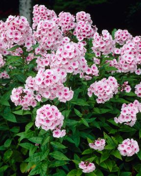 Syysleimu Bright Eyes 3 kpl