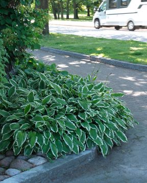 Kuunlilja Albomarginata 3 kpl