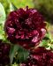 Kiinanpioni Black Beauty astiataimi