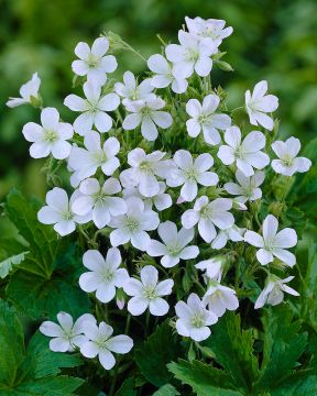 Metsäpuutarha -perennapenkki 9 kpl