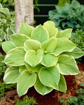 Kuunlilja Fragrant Bouquet 5 kpl