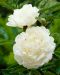 Kiinanpioni Boule de Neige 3 kpl