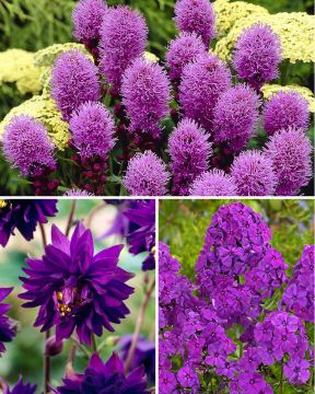 Purppurainen-perennalajitelma 35 kpl