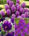 Purppurainen-perennalajitelma 35 kpl