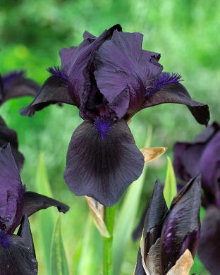 Tarhakurjenmiekka Black Dragon 3 kpl
