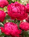 Kiinanpioni Red Sarah Bernhardt 