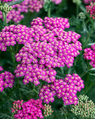 Punakärsämö Cerise Queen 5 kpl
