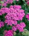 Punakärsämö Cerise Queen 5 kpl