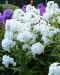 Syysleimu White Admiral 3 kpl