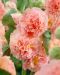 Tarhasalkoruusu Peaches and Dreams 5 kpl