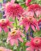 Kaunopunahattu Pink Double Delight 3 kpl