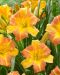 EveryDaylily Punch Yellow 3 kpl