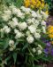 Purppurasilkkiyrtti White Superior 5 kpl
