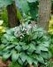 Kuunlilja Devon Green 3 kpl