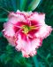 Päivänlilja Lies and Lipstick 3 kpl