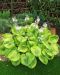 Kuunlilja Summer Breeze 3 kpl