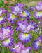 Loistokurjenmiekka How Audacious 3 kpl